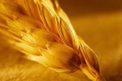 масло зародышей пшеницы от выпадения